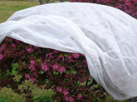 Sunshine bag plant cover fabric customized for gardon-5