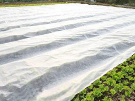 Sunshine banana plant cover fabric factory price for gardon-3