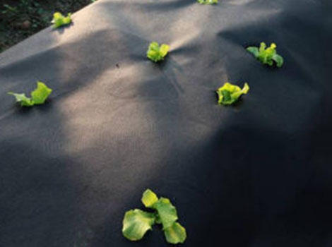 Sunshine UV-resistant plant cover fabric factory price for gardon-4