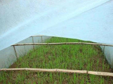 Sunshine UV-resistant plant cover fabric factory price for gardon-9
