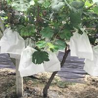 Nonwoven fabric for banana grape fruit protection bags,fruit cover bags