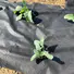 quality weed control fabric non series for greenhouse