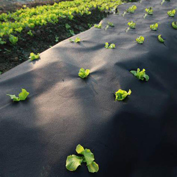 PP Nonwoven Weed Barrier Fabric for Agriculture