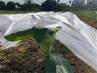 Anti-UV biodegradable pp spunbond non woven plant cover